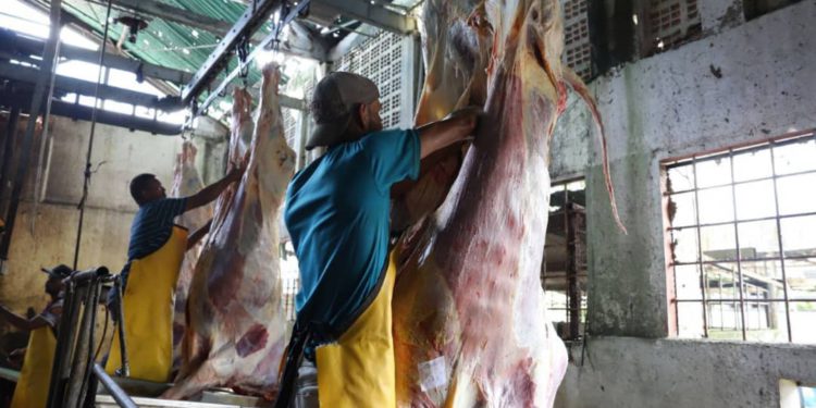 Más de 490 toneladas de carne han sido procesadas en el Matadero de Maturín 1 IMG 20240216 WA0131