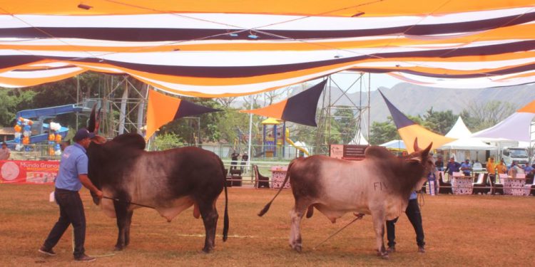 Llega a Caracas en el mes de abril la Gran Feria Nacional del Cebú 1 WhatsApp Image 2023 03 20 at 17.05.52 1024x682 1