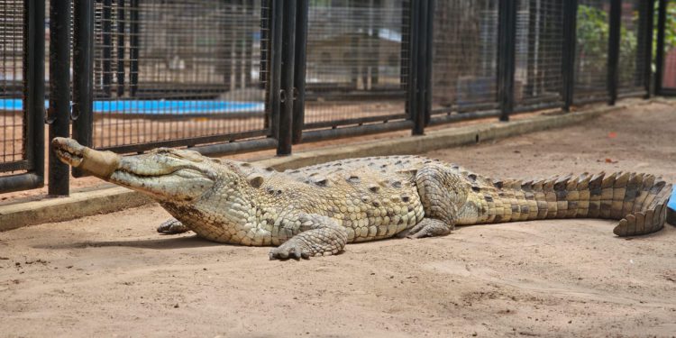 Llegan nuevos animales al Parque Zoológico La Guaricha 1 IMG 20240316 WA0188