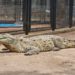 Llegan nuevos animales al Parque Zoológico La Guaricha 9 IMG 20240316 WA0188