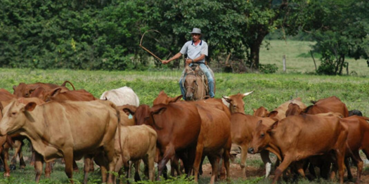 Ganaderos tachirenses firmaron acuerdos comerciales en la Fitven 1 image 2