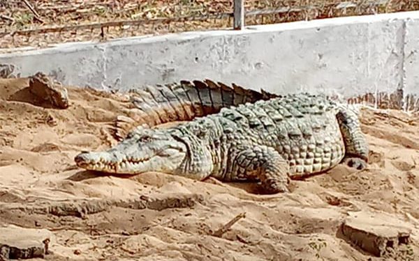 Minec supervisa crecimiento de 259 caimanes del Orinoco en el Zoocriadero 1 IMG 20250306 WA0064