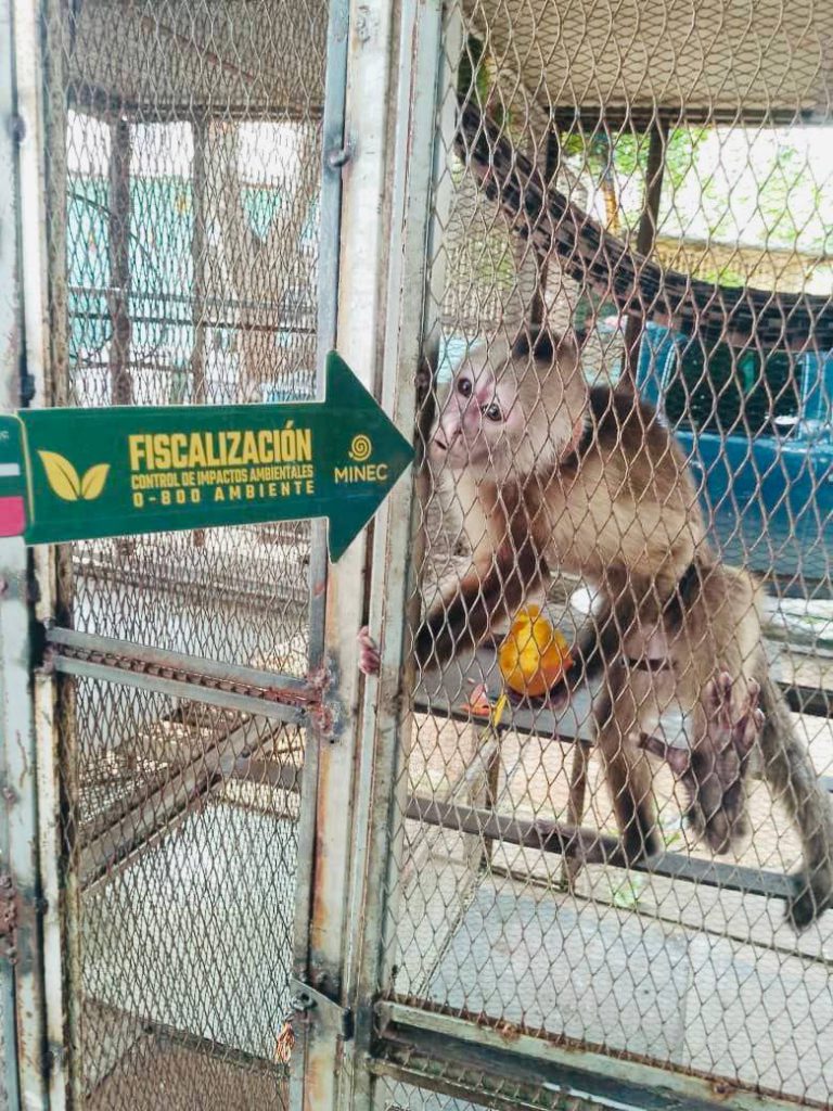 Decomisan en Venezuela más de mil ejemplares de fauna silvestre en 124 operativos de fiscalización 2 1000651374