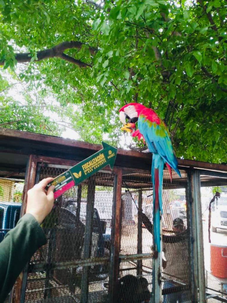 Decomisan en Venezuela más de mil ejemplares de fauna silvestre en 124 operativos de fiscalización 3 1000651378