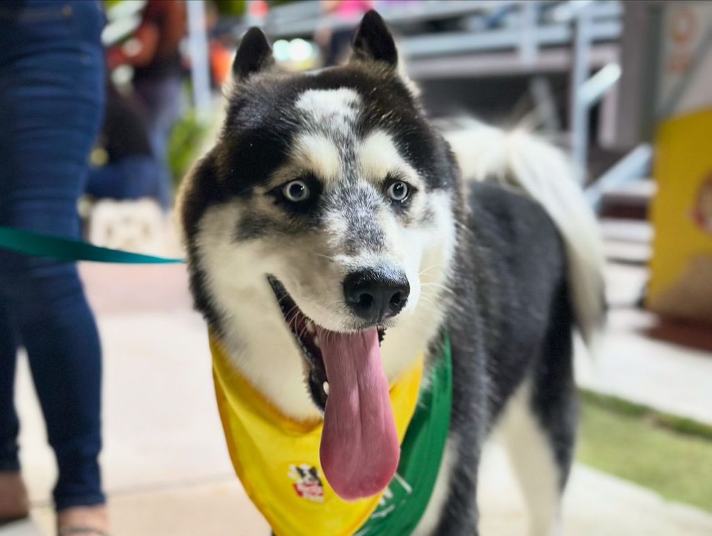 Instituto de Protección Animal promovió la tenencia responsable y el bienestar animal en la “Expo Mascotas del Lago" 5 1000970890