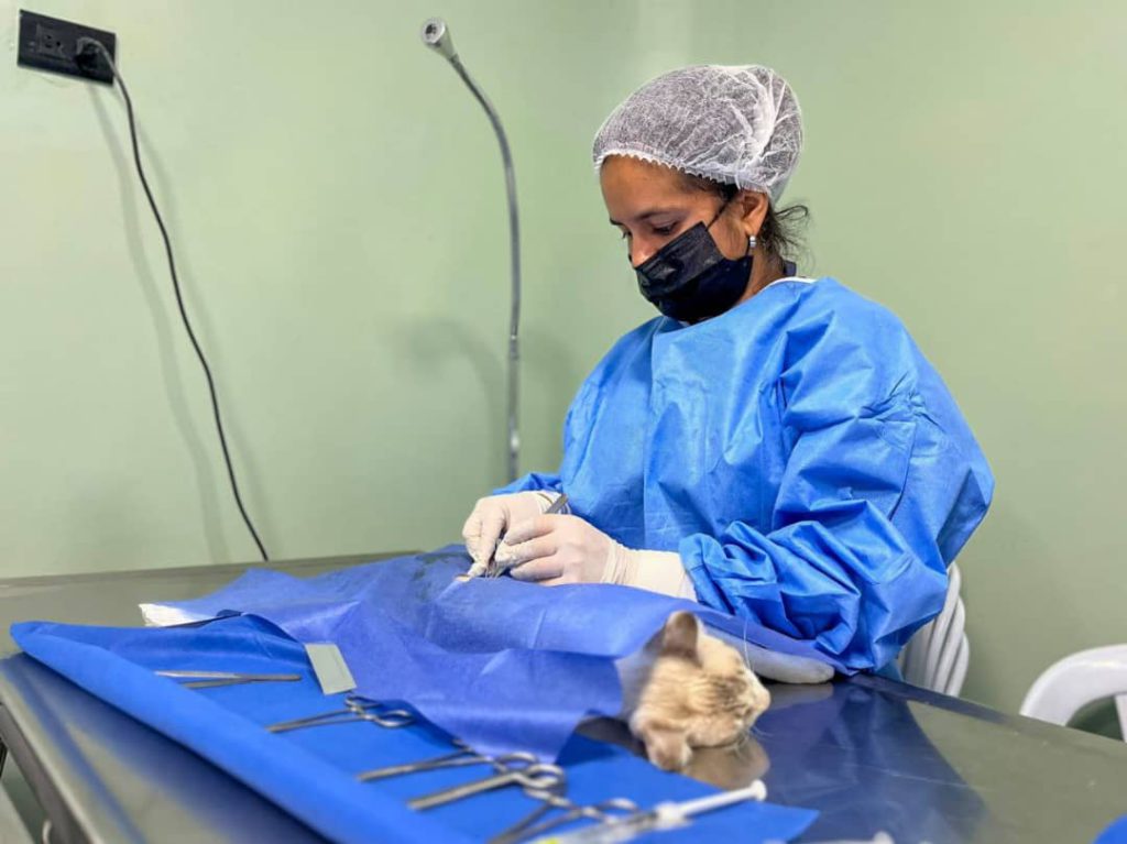 Amor y cuidado por los animales promueve "Castralat" con esterilización de 258 mascotas en jornada especial 3 1000995326