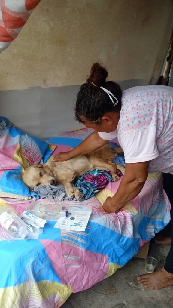 Jornada de Atención Animal en San Francisco ha beneficiado a más de 800 mascotas 3 1001115823