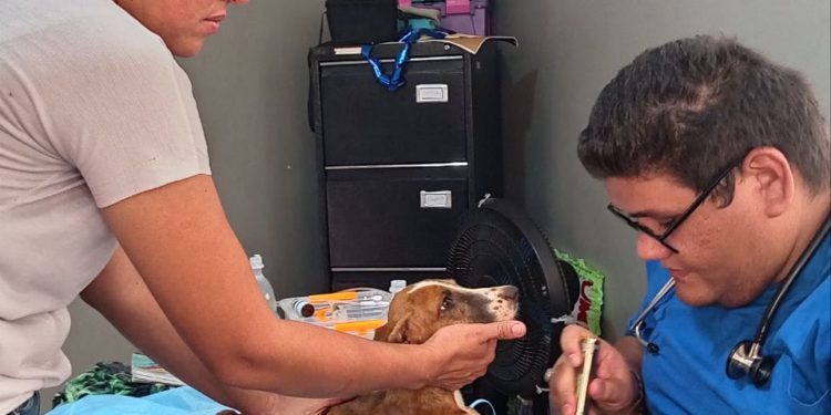 Jornada de Atención Animal en San Francisco ha beneficiado a más de 800 mascotas 1 IMG 20251111 WA0037