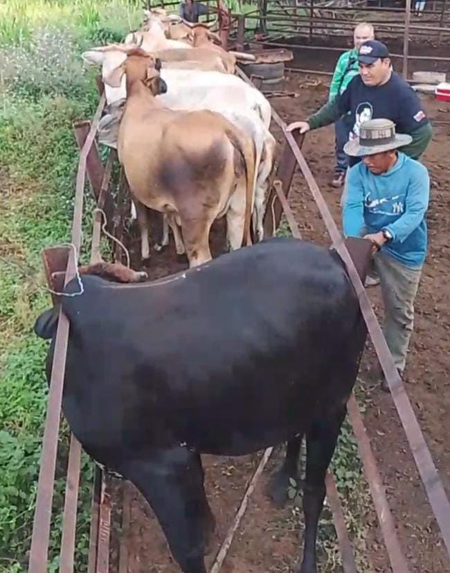 Vacunados más de 2.600 animales contra la fiebre aftosa en Maracaibo 2 1001374020