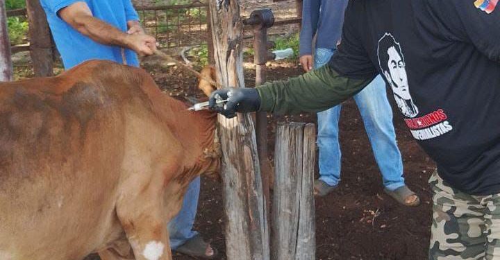 Vacunados más de 2.600 animales contra la fiebre aftosa en Maracaibo 1 IMG 20260127 WA0046 1
