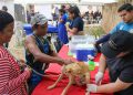 Vacunación antirrábica de mascotas llega a parroquia Juana de Ávila