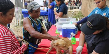 Vacunación antirrábica de mascotas llega a parroquia Juana de Ávila