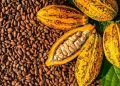 I Feria Artesanal de Café, Cocuy, Cacao y Miel destacará por su aporte económico al país