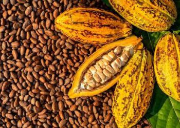 I Feria Artesanal de Café, Cocuy, Cacao y Miel destacará por su aporte económico al país