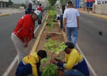Maracaibo impulsa una nueva ordenanza para fortalecer la arborización urbana con enfoque ambiental 3 Maracaibo impulsa una nueva ordenanza para fortalecer la arborización urbana con enfoque ambiental