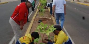 Maracaibo impulsa una nueva ordenanza para fortalecer la arborización urbana con enfoque ambiental 12 Maracaibo impulsa una nueva ordenanza para fortalecer la arborización urbana con enfoque ambiental