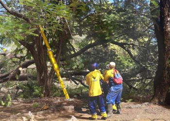 Instituto Municipal del Ambiente ha recogido 40 árboles caídos tras el paso de la onda tropical que azotó Maracaibo 3 Instituto Municipal del Ambiente ha recogido 40 árboles caídos tras el paso de la onda tropical que azotó Maracaibo