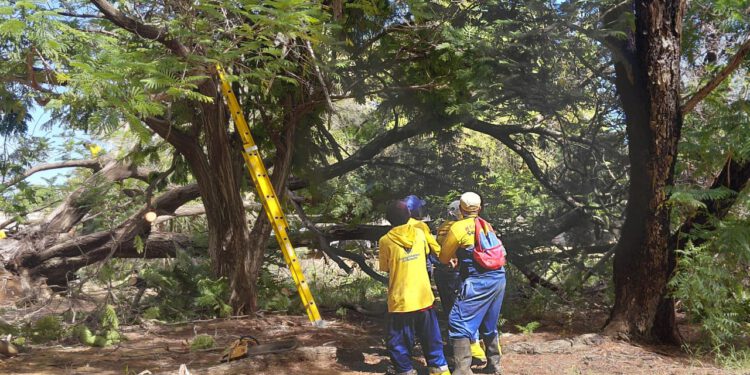 Instituto Municipal del Ambiente ha recogido 40 árboles caídos tras el paso de la onda tropical que azotó Maracaibo