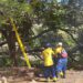 Instituto Municipal del Ambiente ha recogido 40 árboles caídos tras el paso de la onda tropical que azotó Maracaibo