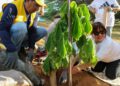 Concejo Municipal de Maracaibo debate nueva ordenanza de arboricultura urbana para mitigar el cambio climático