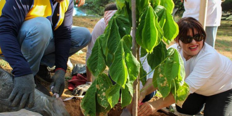 Concejo Municipal de Maracaibo debate nueva ordenanza de arboricultura urbana para mitigar el cambio climático