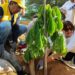 Concejo Municipal de Maracaibo debate nueva ordenanza de arboricultura urbana para mitigar el cambio climático 11 Concejo Municipal de Maracaibo debate nueva ordenanza de arboricultura urbana para mitigar el cambio climático