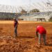 Estadio Alejandro Borges empieza a vestirse de verde con la siembra de su nueva grama