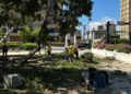 Alcaldía de Maracaibo sigue en la calle atendiendo las emergencias por árboles caídos.