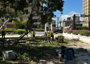 Alcaldía de Maracaibo sigue en la calle atendiendo las emergencias por árboles caídos.