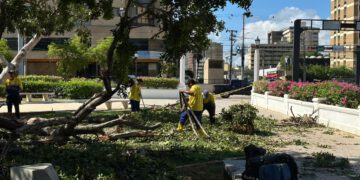 Alcaldía de Maracaibo sigue en la calle atendiendo las emergencias por árboles caídos.