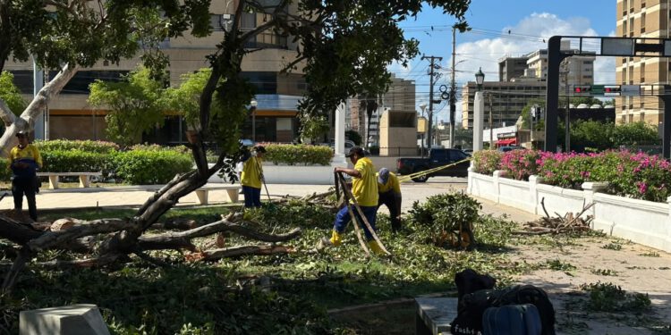 Alcaldía de Maracaibo sigue en la calle atendiendo las emergencias por árboles caídos.