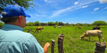En Zulia despliegan plan para la caracterización de ganado bovino y bufalino