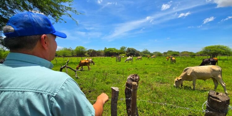 En Zulia despliegan plan para la caracterización de ganado bovino y bufalino 1 En Zulia despliegan plan para la caracterización de ganado bovino y bufalino