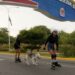 Ciclovía de Maracaibo fomenta la práctica del patinaje recreativo y competitivo 12 Ciclovía de Maracaibo fomenta la práctica del patinaje recreativo y competitivo