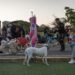 Primera “Caminata en Manada” por el bienestar canino organiza Alcaldía de Maracaibo 11 Primera “Caminata en Manada” por el bienestar canino organiza Alcaldía de Maracaibo