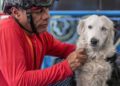 Tsunami, el canino rescatista llegará a Maracaibo para recibir homenaje 12 Tsunami, el canino rescatista llegará a Maracaibo para recibir homenaje