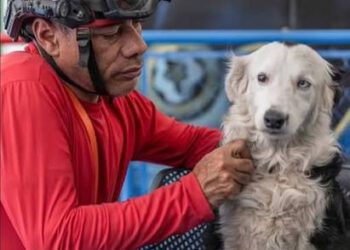 Tsunami, el canino rescatista llegará a Maracaibo para recibir homenaje 3 Tsunami, el canino rescatista llegará a Maracaibo para recibir homenaje