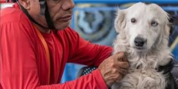 Tsunami, el canino rescatista llegará a Maracaibo para recibir homenaje 12 Tsunami, el canino rescatista llegará a Maracaibo para recibir homenaje