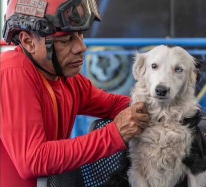 Tsunami, el canino rescatista llegará a Maracaibo para recibir homenaje 1 Tsunami, el canino rescatista llegará a Maracaibo para recibir homenaje