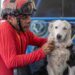 Tsunami, el canino rescatista llegará a Maracaibo para recibir homenaje