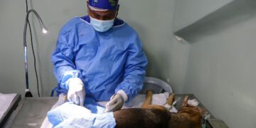 Gestión Municipal impulsa el bienestar animal con la jornada masiva Castralat