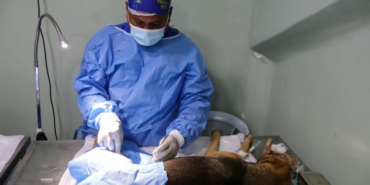 Gestión Municipal impulsa el bienestar animal con la jornada masiva Castralat